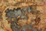 Petrified Wood (Araucaria) Slab - Madagascar #118480-1